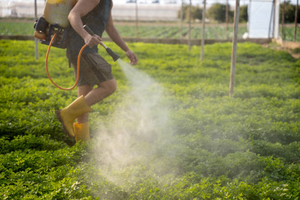 Best Mosquito Control Services  in Desoto Lakes, FL