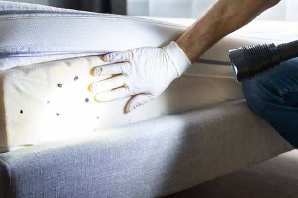 Wasp Removal Services in Desoto Lakes, FL