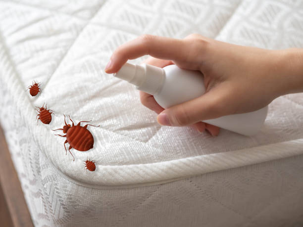 Best Affordable Pest Control Services  in Desoto Lakes, FL