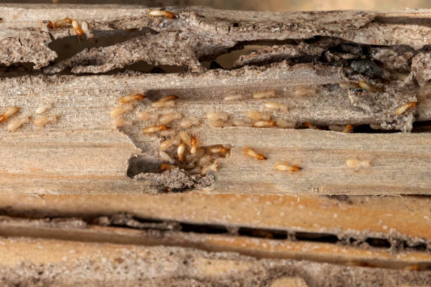 Best Wasp Removal Services  in Desoto Lakes, FL