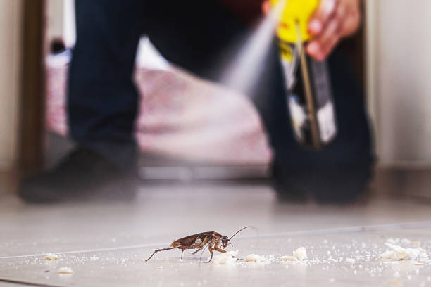 Reliable Desoto Lakes, FL Pest Control Solutions